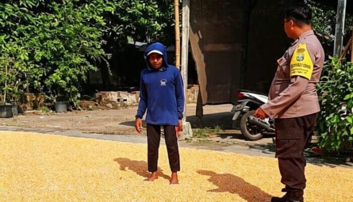 Pastikan Kualitas Jagung Maksimal, Polisi di Ngluyu Nganjuk Dampingi Petani Pascapanen