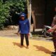 Pastikan Kualitas Panen Jagung Maksimal, Polisi di Ngluyu Nganjuk Dampingi Petani Pascapane