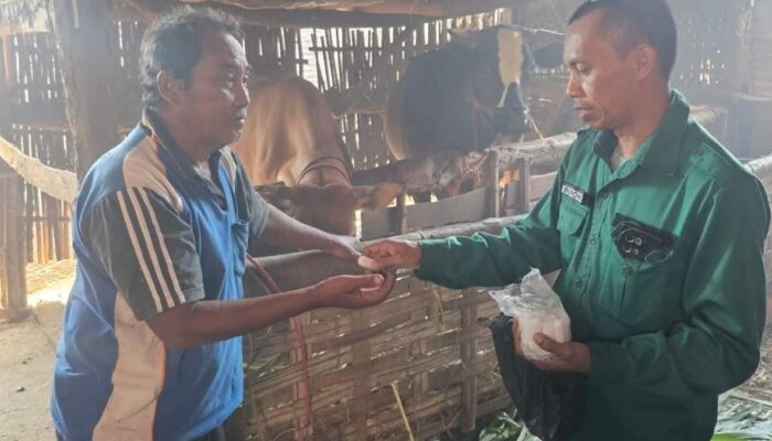 250 Ternak Dapat Layanan Gratis