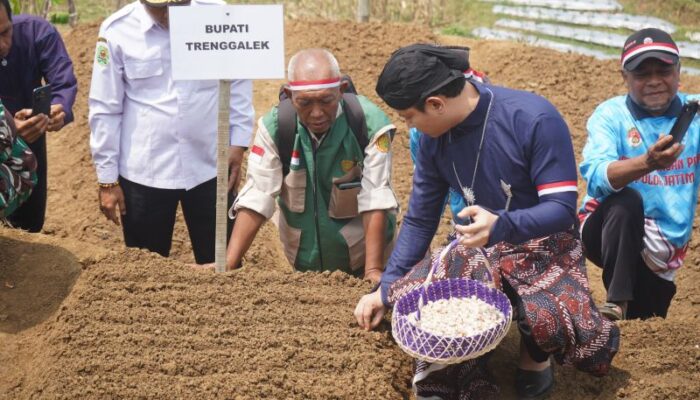 Trenggalek Kembangkan Bawang Putih di Dataran Tinggi