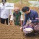 Trenggalek Kembangkan Bawang Putih di Dataran Tinggi
