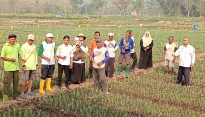 DPP Kulon Progo Kawal Tanam Bawang Merah di Sentolo, Luasnya Capai 220 Hektare