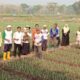 DPP Kulon Progo Kawal Tanam Bawang Merah di Sentolo, Luasnya Capai 220 Hektare