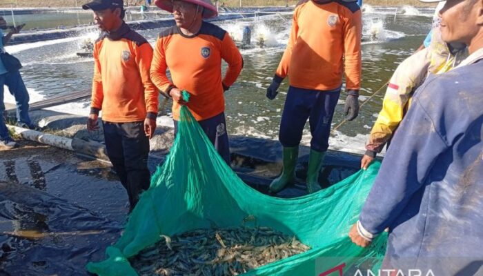 Kemarau Ganggu Budidaya Ikan dan Udang di Cilacap, Produksi Melambat