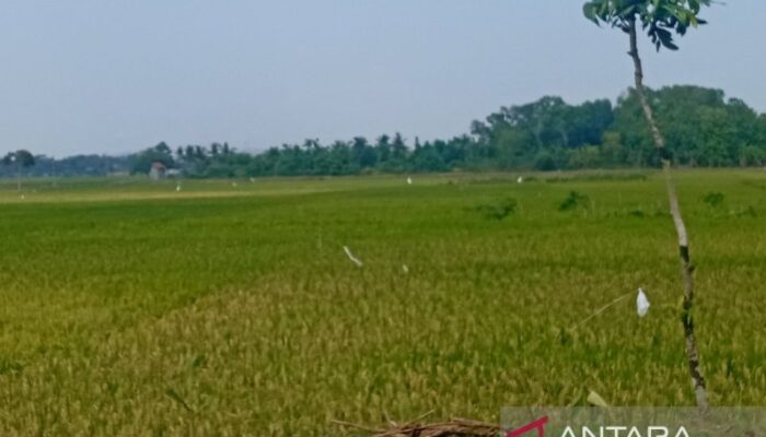 Panen Padi Cilacap Diprediksi Capai 24.000 Hektare Meski Dilanda Kekeringan