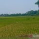 Panen Padi Cilacap Diprediksi Capai 24.000 Hektare Meski Dilanda Kekeringan
