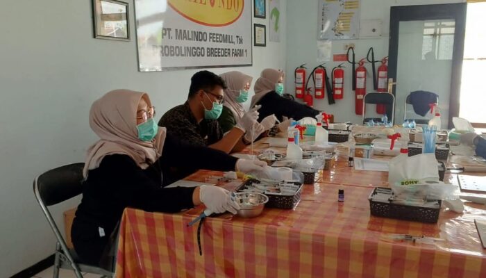 601 Sampel Ayam Negatif Pullorum