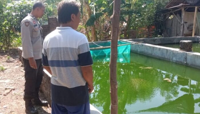 Geliat Budidaya Lele Nganjuk Terkendala Lonjakan Harga Pakan
