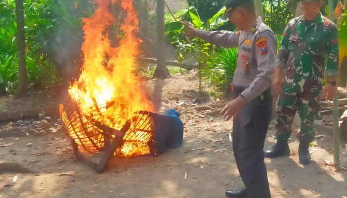 Polsek Mojosari Bongkar dan Bakar Arena Sabung Ayam di Desa Seduri