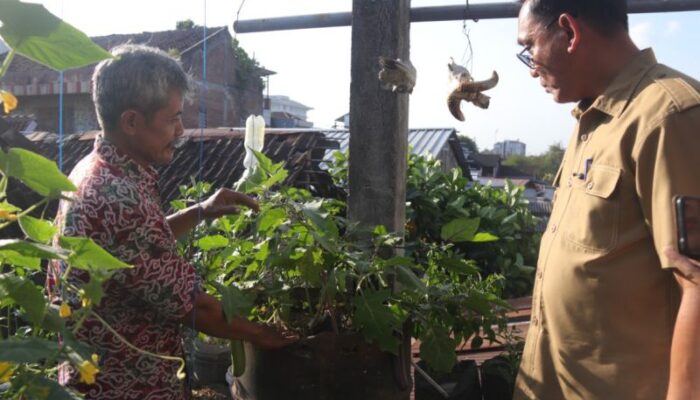 Urban Farming di Kota Yogyakarta, Galon Bekas Disulap Jadi Lahan Produktif