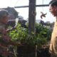 Urban Farming di Kota Yogyakarta, Galon Bekas Disulap Jadi Lahan Produktif