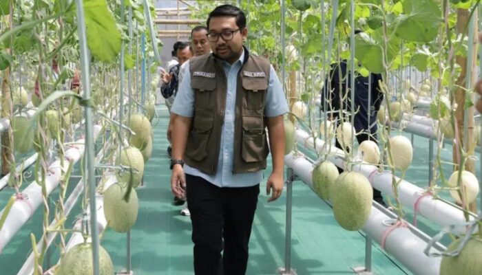 Hadiri Panen Raya Melon Hidroponik Puspenerbal, Mas Handy Apresiasi Inovasi Ketahanan Pangan
