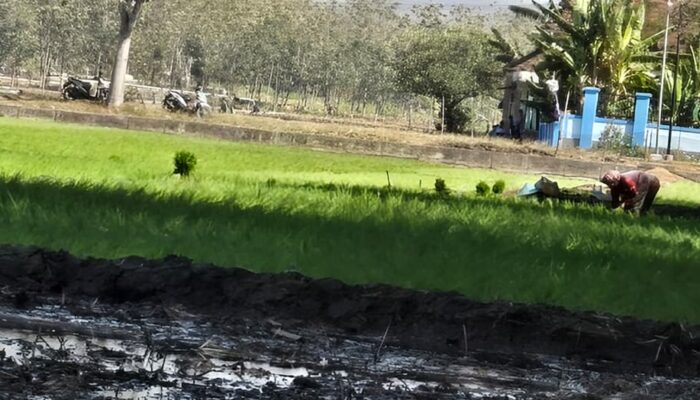 Musim Tanam Tiba, 190 Hektare Sawah Pilangsari Mulai Digarap Petani