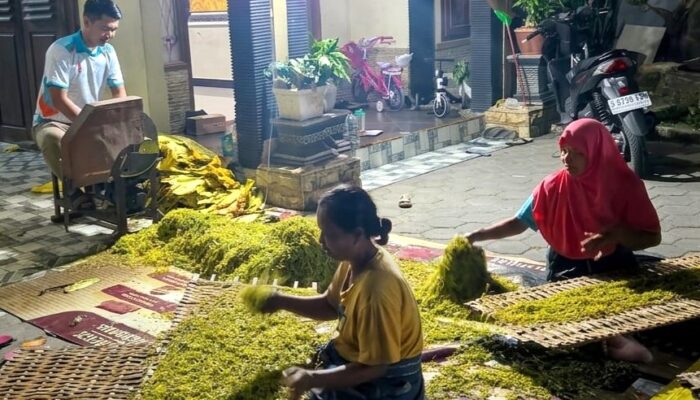Harga Tembakau Rajangan Kedungadem Tembus Rp40.000 per Kg, DKPP Bojonegoro Siapkan 112 Mesin