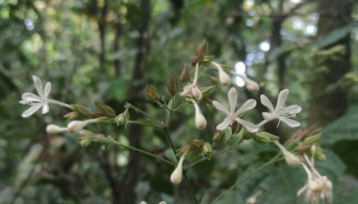 Flora Baru Semeru Buka Peluang Ekowisata