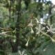 Flora Baru Semeru Buka Peluang Ekowisata