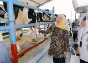 Khofifah Targetkan Sapi Perah Batu Tembus 200 Ekor