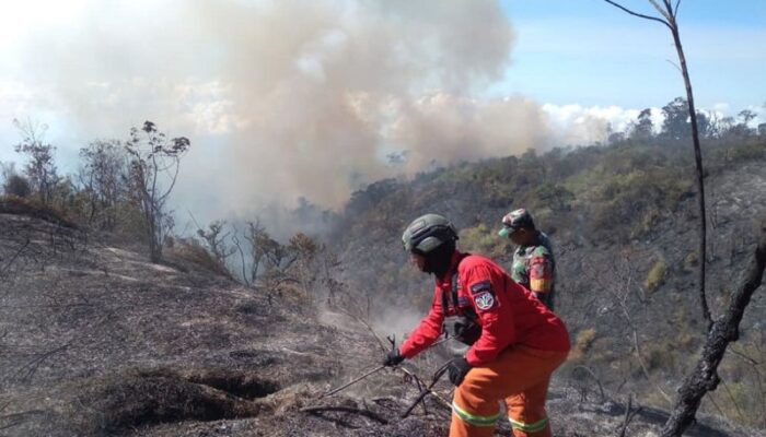 Karhutla TNBTS, Api Membakar Rumah Satwa