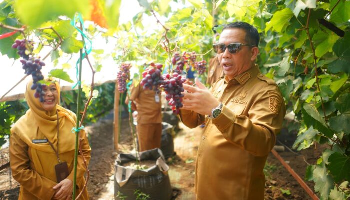 Budidaya Anggur sebagai Ikon Kota