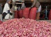 Bantu Petani, KDKMP Nglundo Beli Bawang Merah di Atas Harga Tengkulak