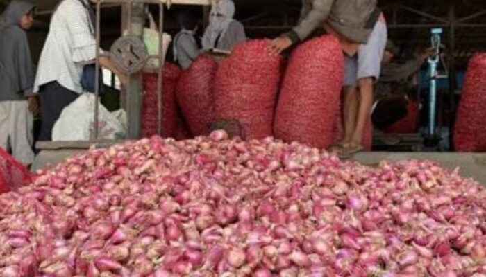 Bantu Petani, KDKMP Nglundo Beli Bawang Merah di Atas Harga Tengkulak