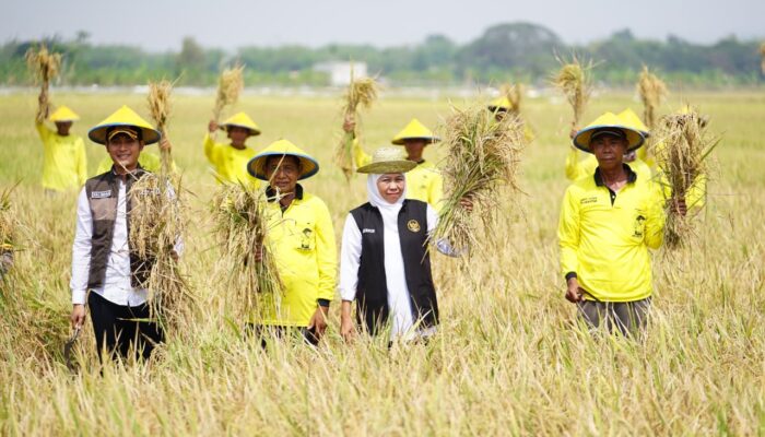 Hari Tani Nasional 2026: Produksi Padi Jatim Tembus 9,86 Juta Ton, Khofifah Pacu Kesejahteraan Petani