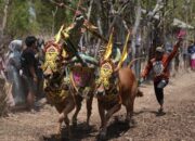 Karapan Sapi Betina Jadi Ikon Budaya Giliraja