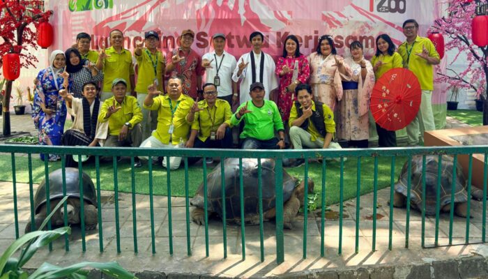 Perdana Sejak Berdiri, KBS Datangkan 4 Kura-Kura Raksasa Aldabra Asal Jepang Berbobot hingga 109 Kg