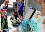 Trenggiling Masuk Permukiman, Warga Buduran Panggil BBKSDA Jatim
