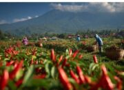 Kemarau, Lumajang Perkuat Perlindungan Tanaman Hortikultura