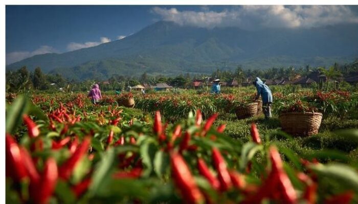 Kemarau, Lumajang Perkuat Perlindungan Tanaman Hortikultura