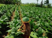Harga Kasturi Naik, Produksi Petani Lumajang Terserap