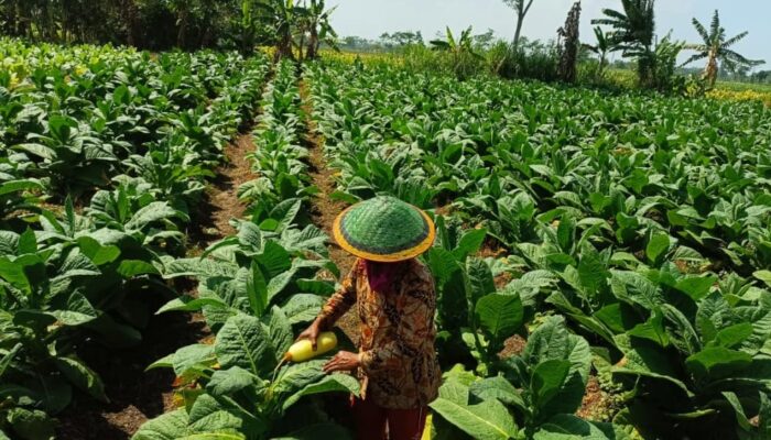 Harga Kasturi Naik, Produksi Petani Lumajang Terserap