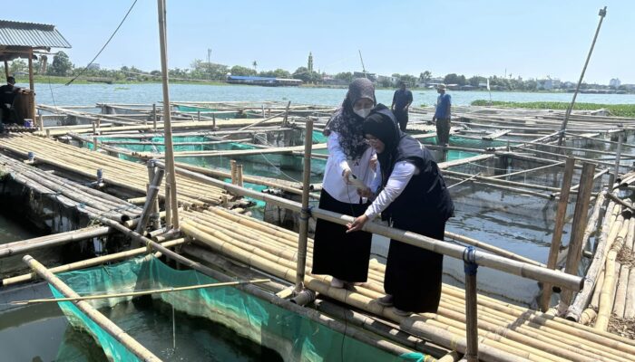 Sidoarjo Terima Dua Ton Bibit Rumput Laut Gracilaria