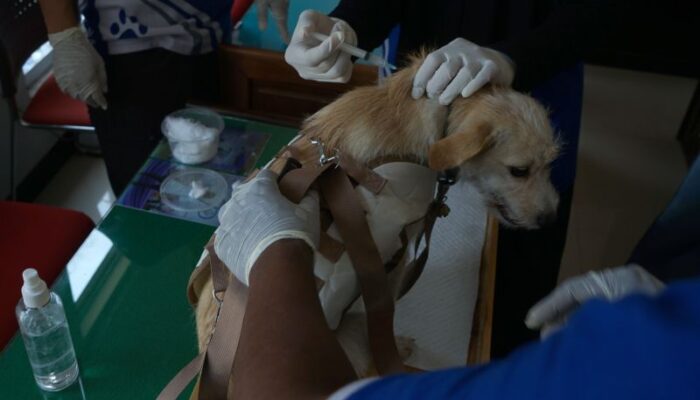 Pertahankan Status Bebas Rabies, DPKH Tulungagung Sediakan 500 Dosis Vaksin Gratis