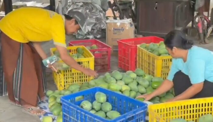 Omzet Rp5 Juta Sehari dari Mangga