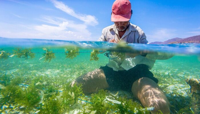Tilapia dan Rumput Laut Indonesia Buka Peluang Investasi Eropa