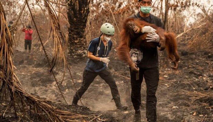 KPK Usut Dana Bencana
