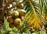 Buah Kelapa