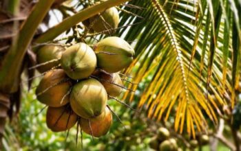 Buah Kelapa