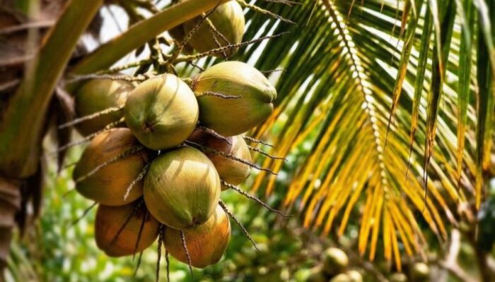 Potensi Alami Kelapa untuk Kecantikan: Kunci Kulit Lembap, Rambut Lembut, dan Batasan Pakainya
