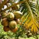 Potensi Alami Kelapa untuk Kecantikan: Kunci Kulit Lembap, Rambut Lembut, dan Batasan Pakainya