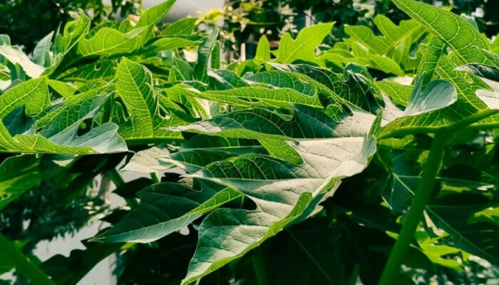 Mengulas Khasiat Daun Pepaya: Potensi Senyawa Bioaktif Alami hingga Batasan Medisnya