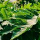 Mengulas Khasiat Daun Pepaya: Potensi Senyawa Bioaktif Alami hingga Batasan Medisnya
