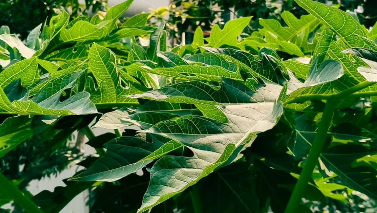 Khasiat Daun Pepaya