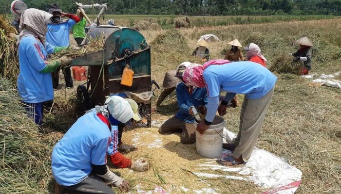Dikepung Panas Ekstrem, Sawah Tambak Jabon dan Sedati Terancam Puso