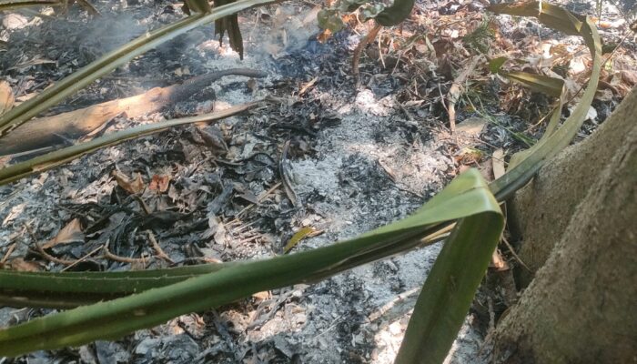 Api Lahap Lahan Gunung Bekel Trawas, Diduga Dipicu Pengasapan Sarang Madu