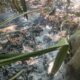Api Lahap Lahan Gunung Bekel Trawas, Diduga Dipicu Pengasapan Sarang Madu