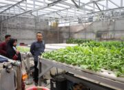 Sambangi Kebun Hidroponik Kedurus, Cak Yebe Integrasikan Sampah Organik dan Urban Farming