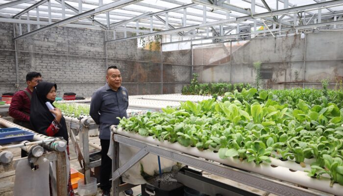 Sambangi Kebun Hidroponik Kedurus, Cak Yebe Integrasikan Sampah Organik dan Urban Farming